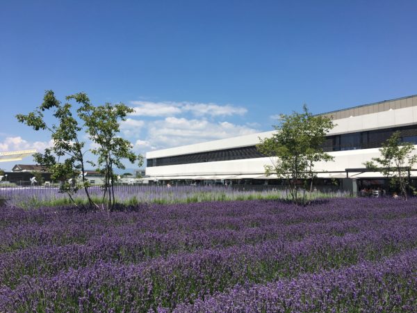 ESPLANADE ET TOITURE-JARDINS DU CHUV